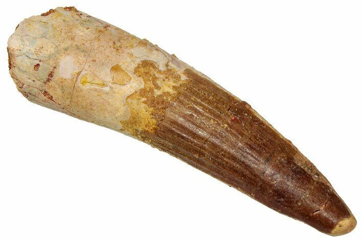 Fossil Spinosaurus Tooth - Real Dinosaur Tooth #329665